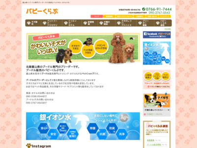 トイプードル、タイニープードル中心に子犬販売している富山県のペットショップです